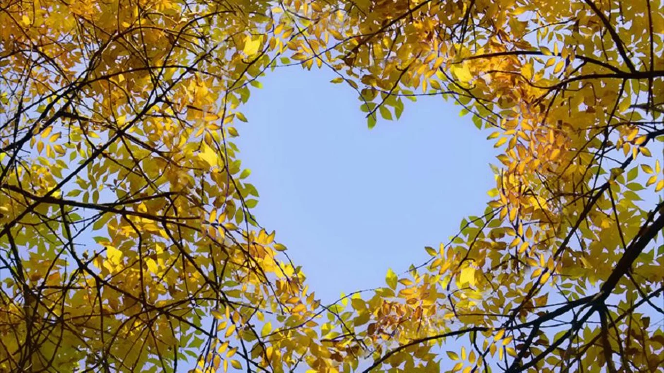 forests-birch-trees-autumn-crown-deciduous-forest-leaves-sky-heart-feeling-blue-hd-wallpaper-widescreen.jpg