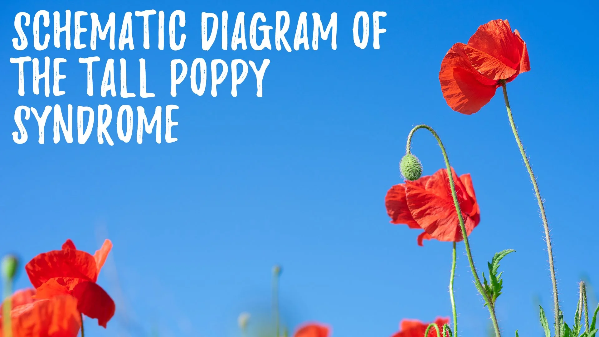 The Tall Poppy Syndrome Explained — Fit for Joy