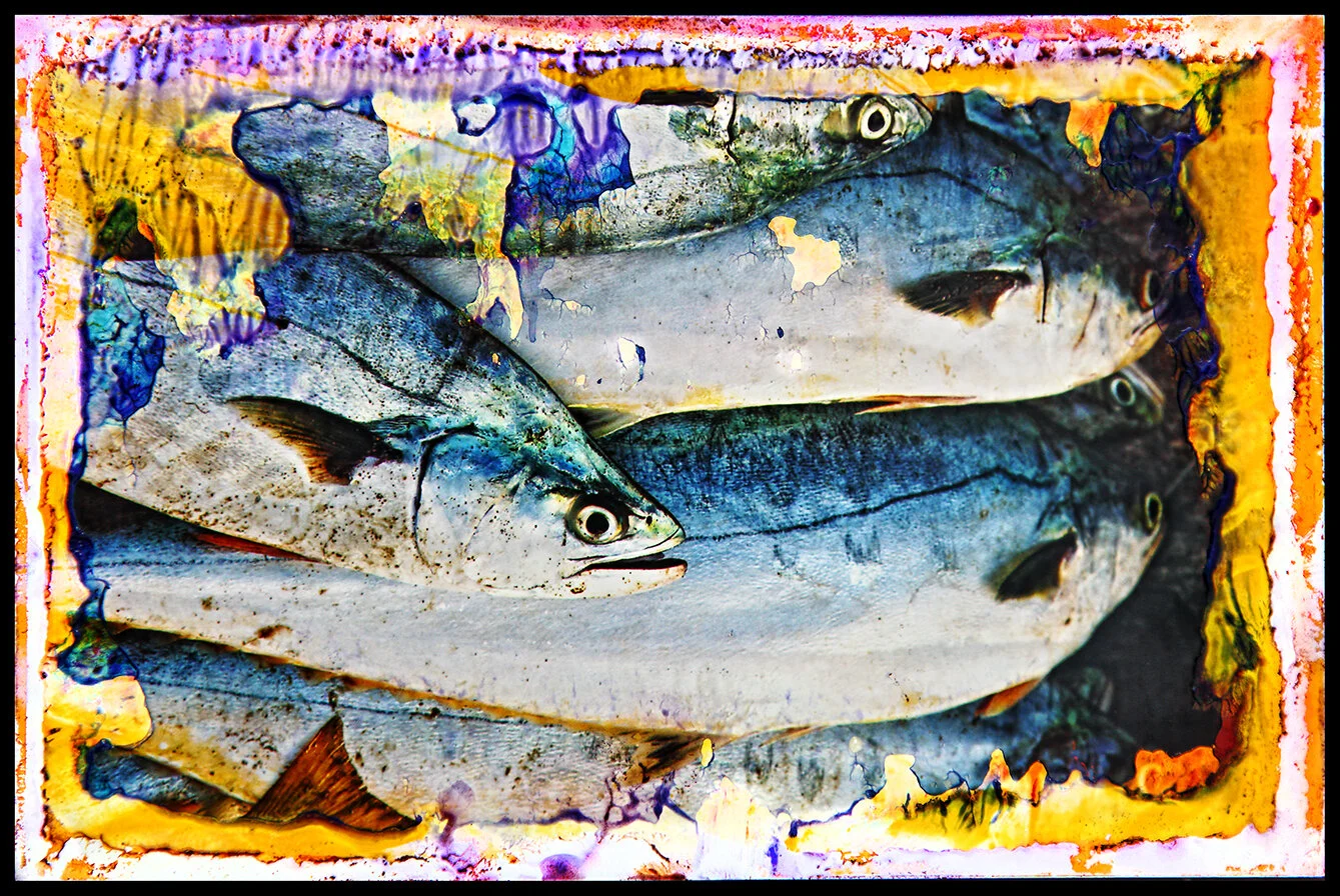 Queen fish.