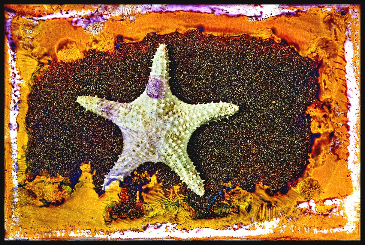 Starfish.