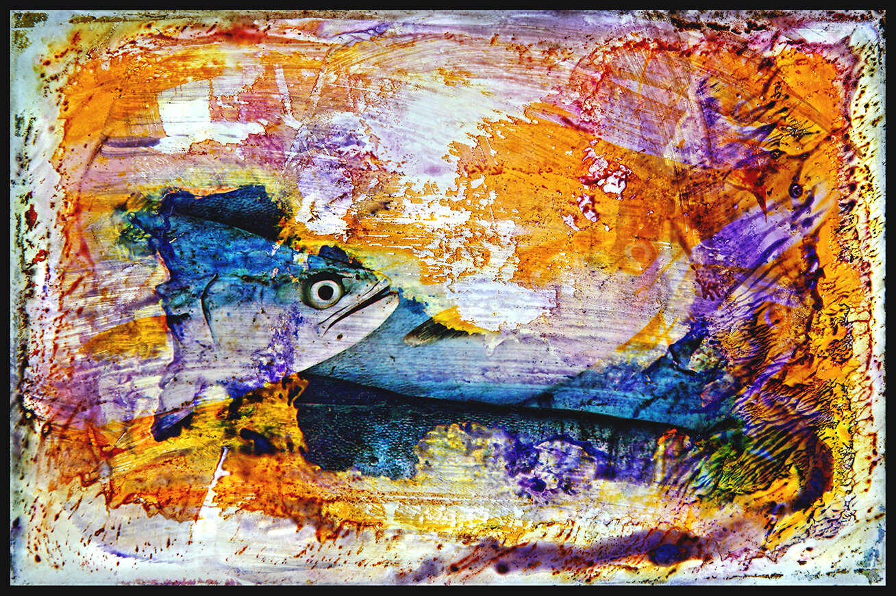Fish 24.