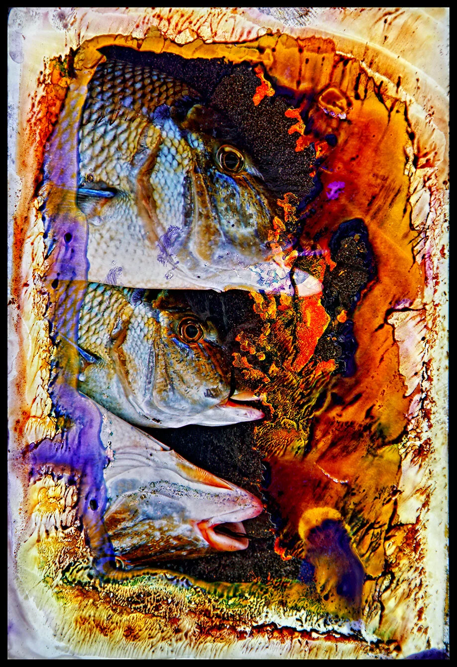 Fish 26.