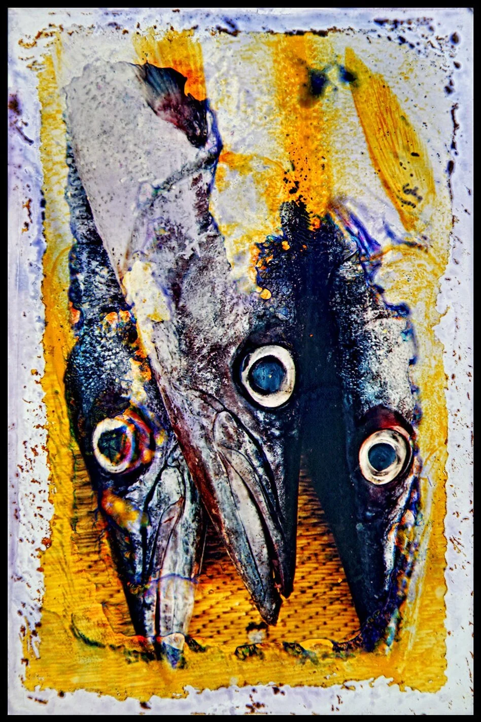 Three Barracudas.
