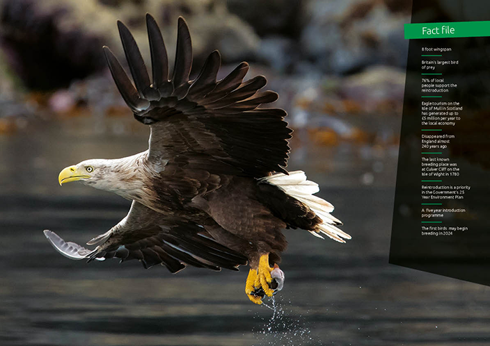 Eagle reintroduction 