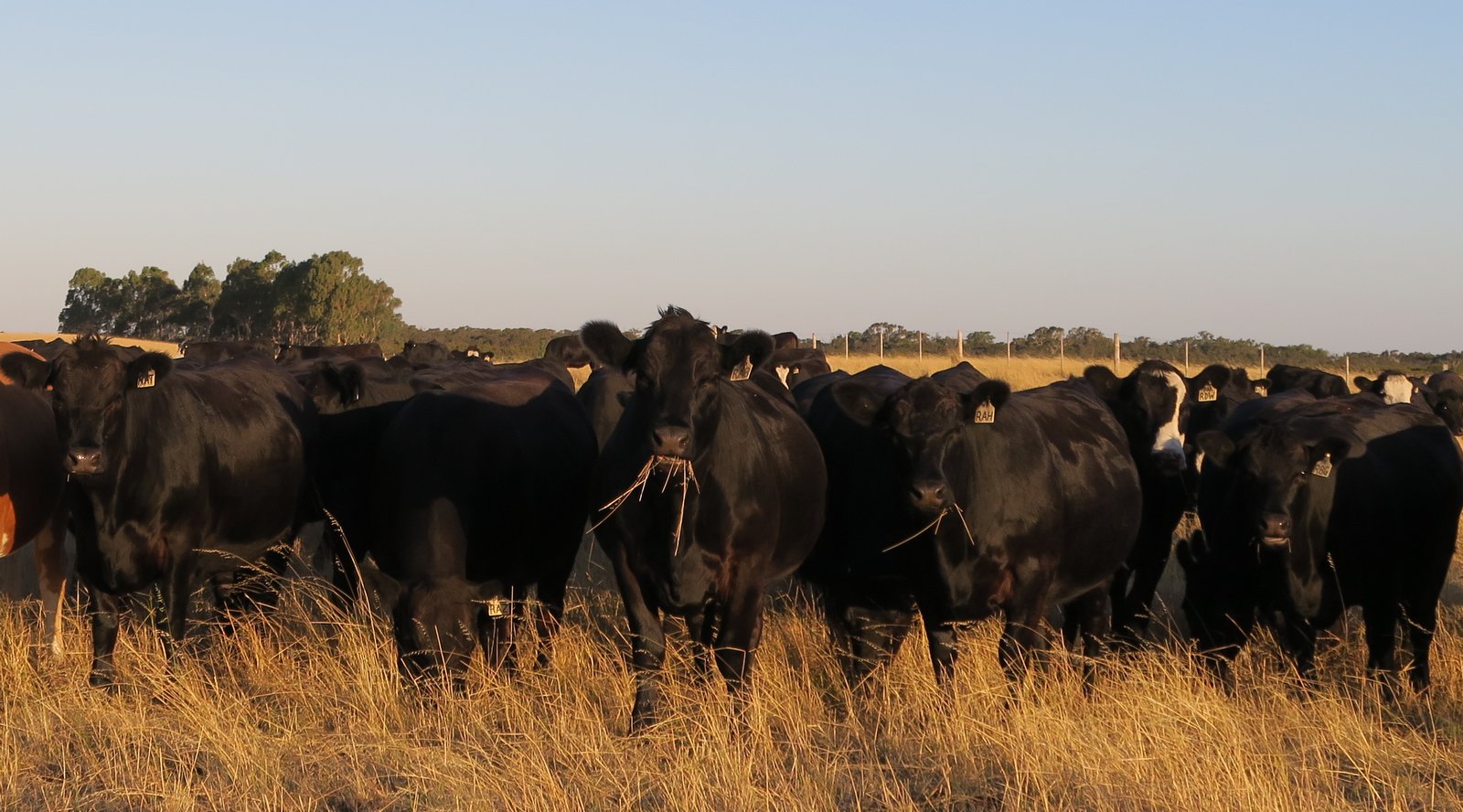   Spring Herd 2016 AI and Mated Heifers (25:1:18)   