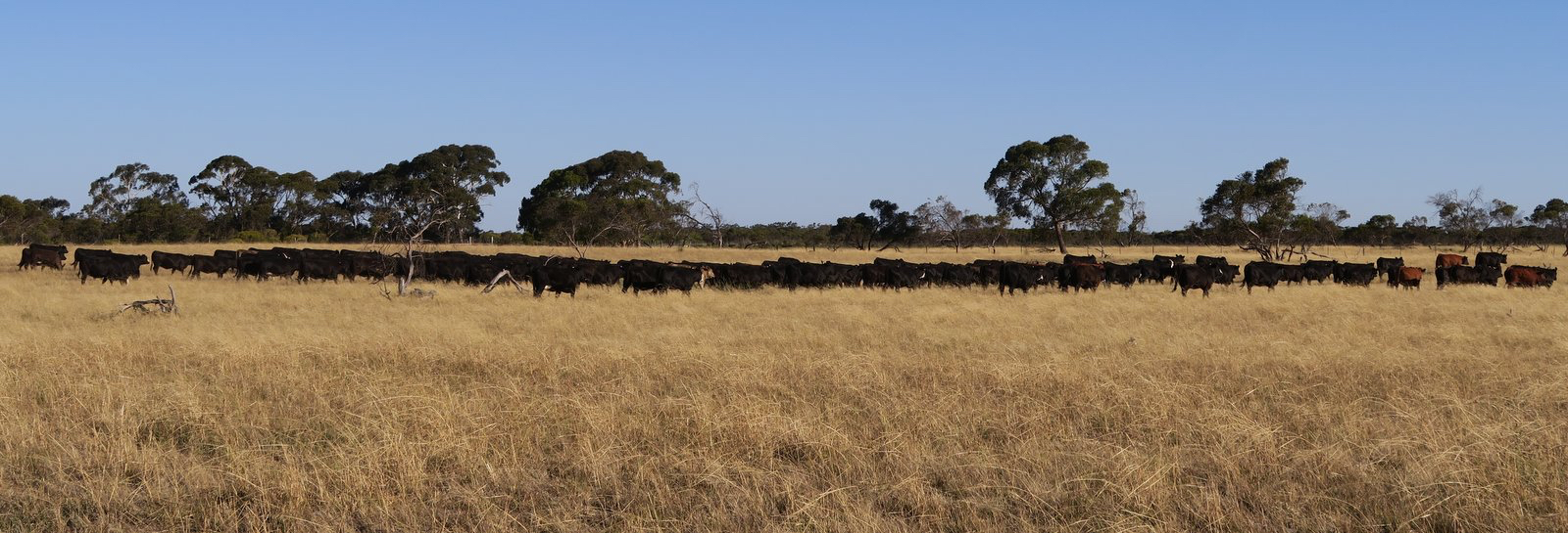   192 Spring Herd Heifers  