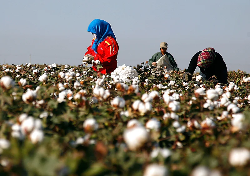 The time is now for cotton in China