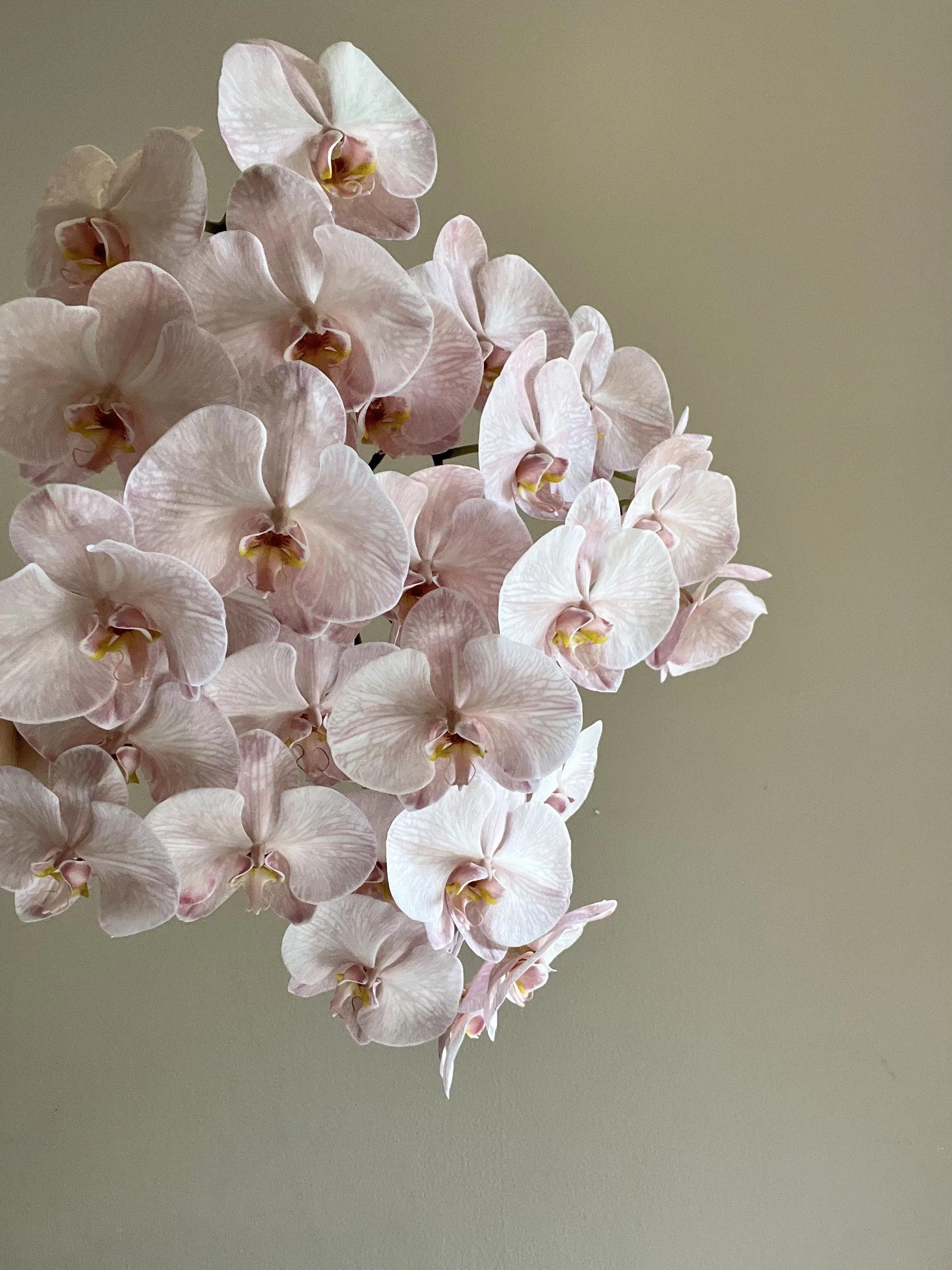 BLUSH PINK PHALEYS.jpg
