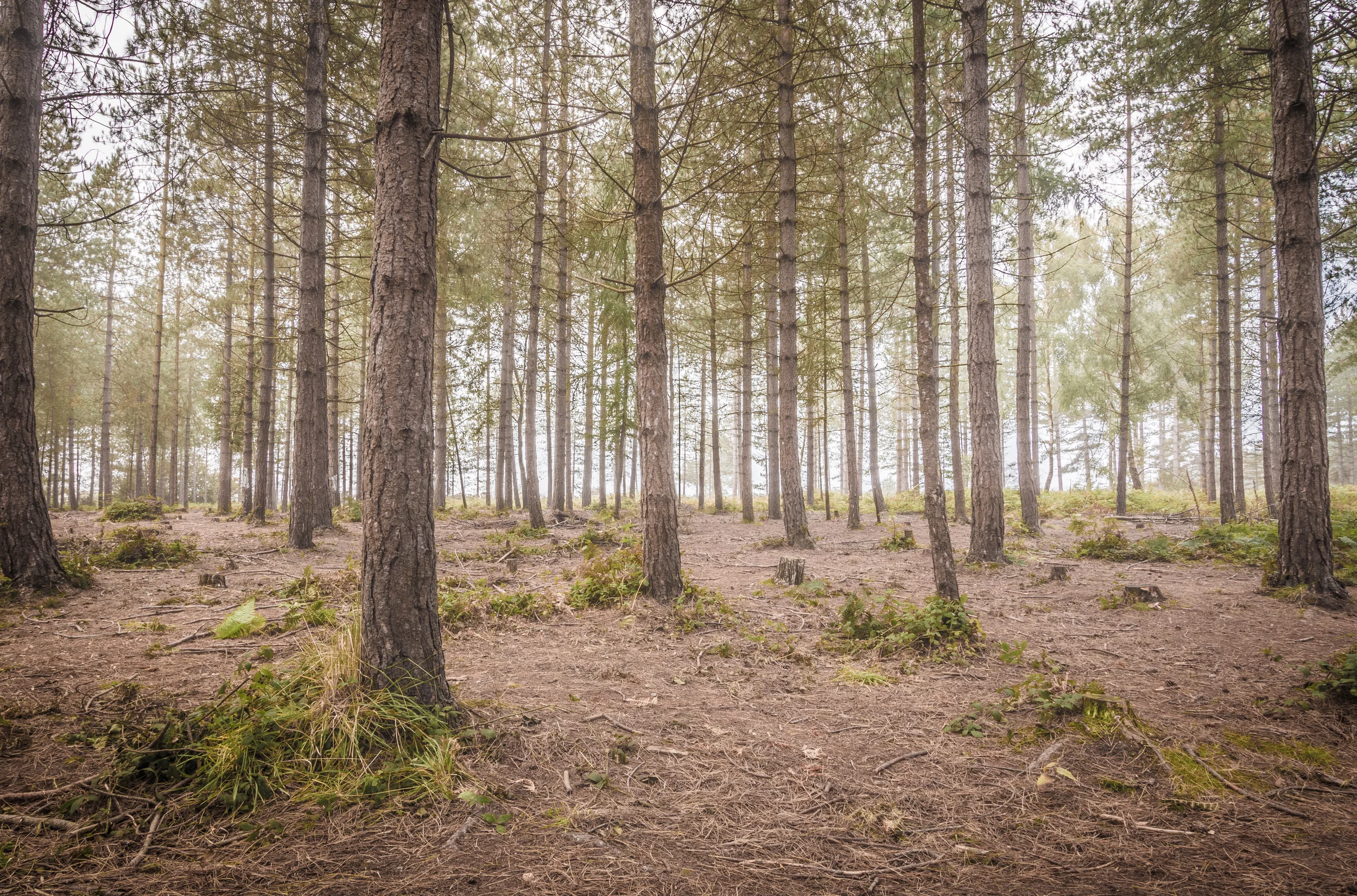Woodbury Common