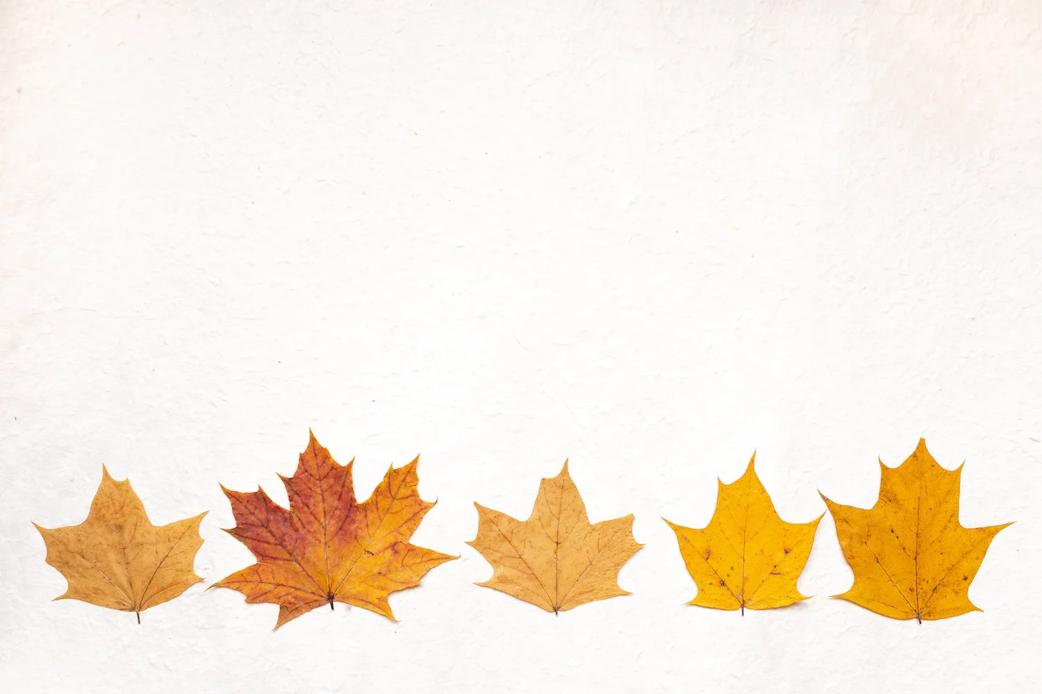 5 Free Activities You Can Do with Your Children in the Fall