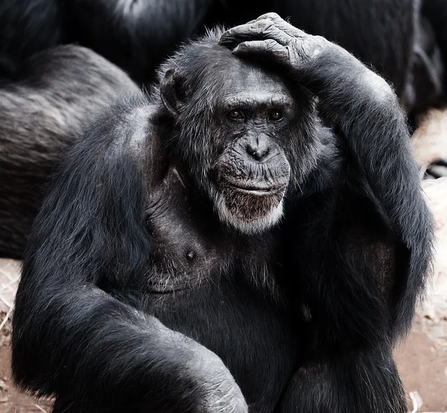 Monkey.jpg