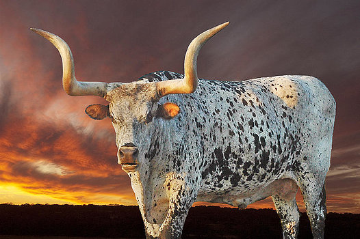 The sunrises on Bevo Basketball under Coach Gray