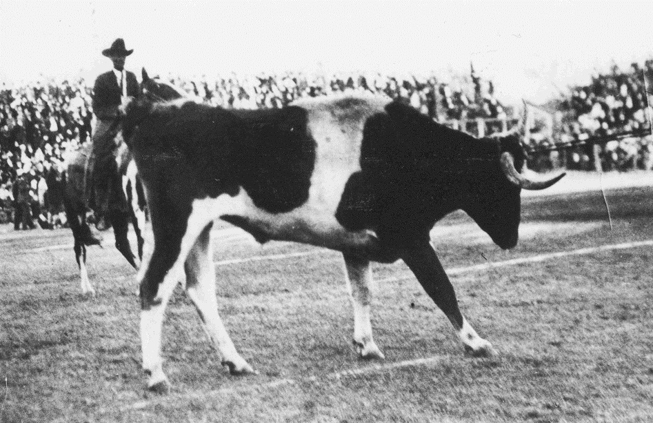 Bevo I at the Aggie game 1916