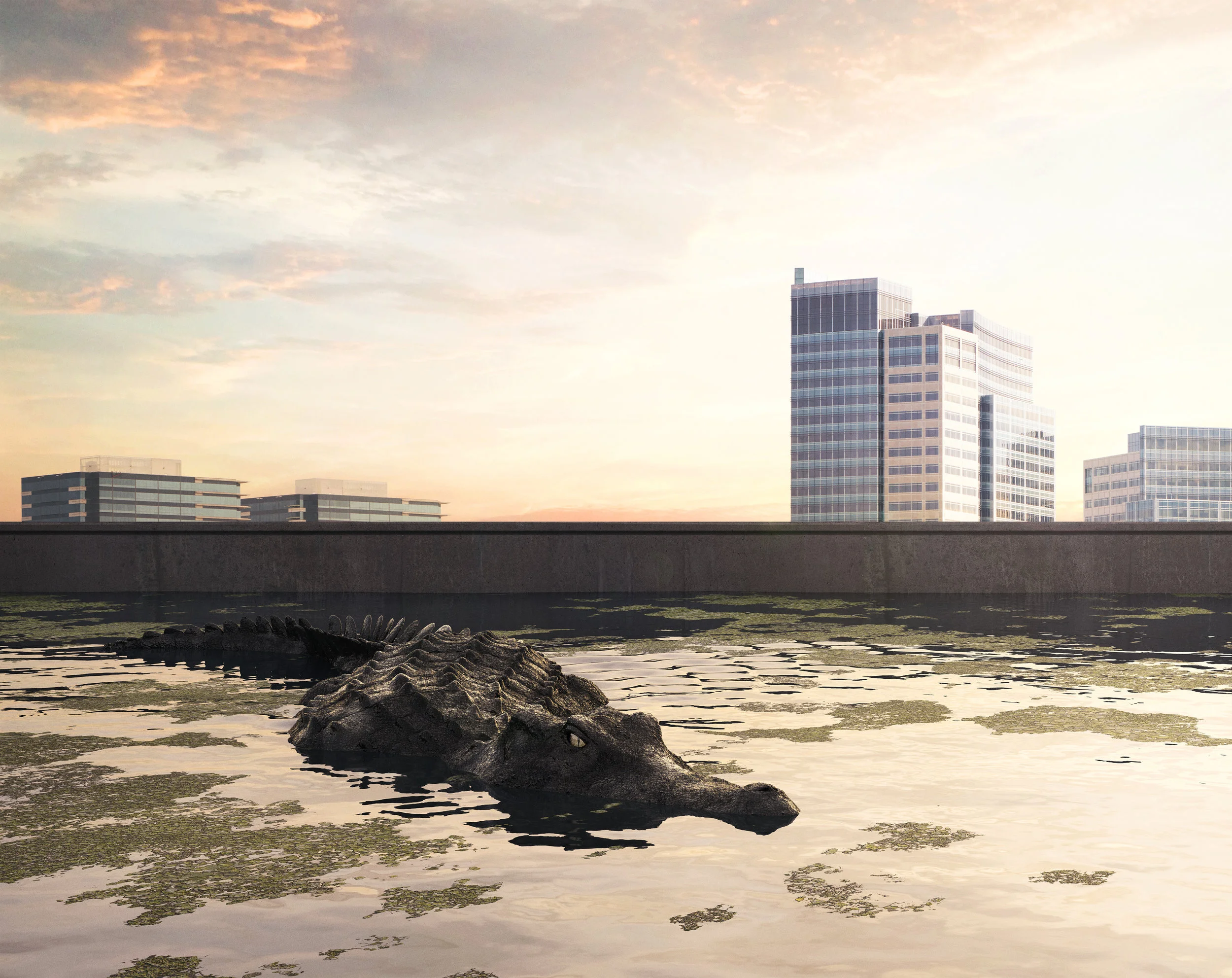 GP_gator@465.jpg