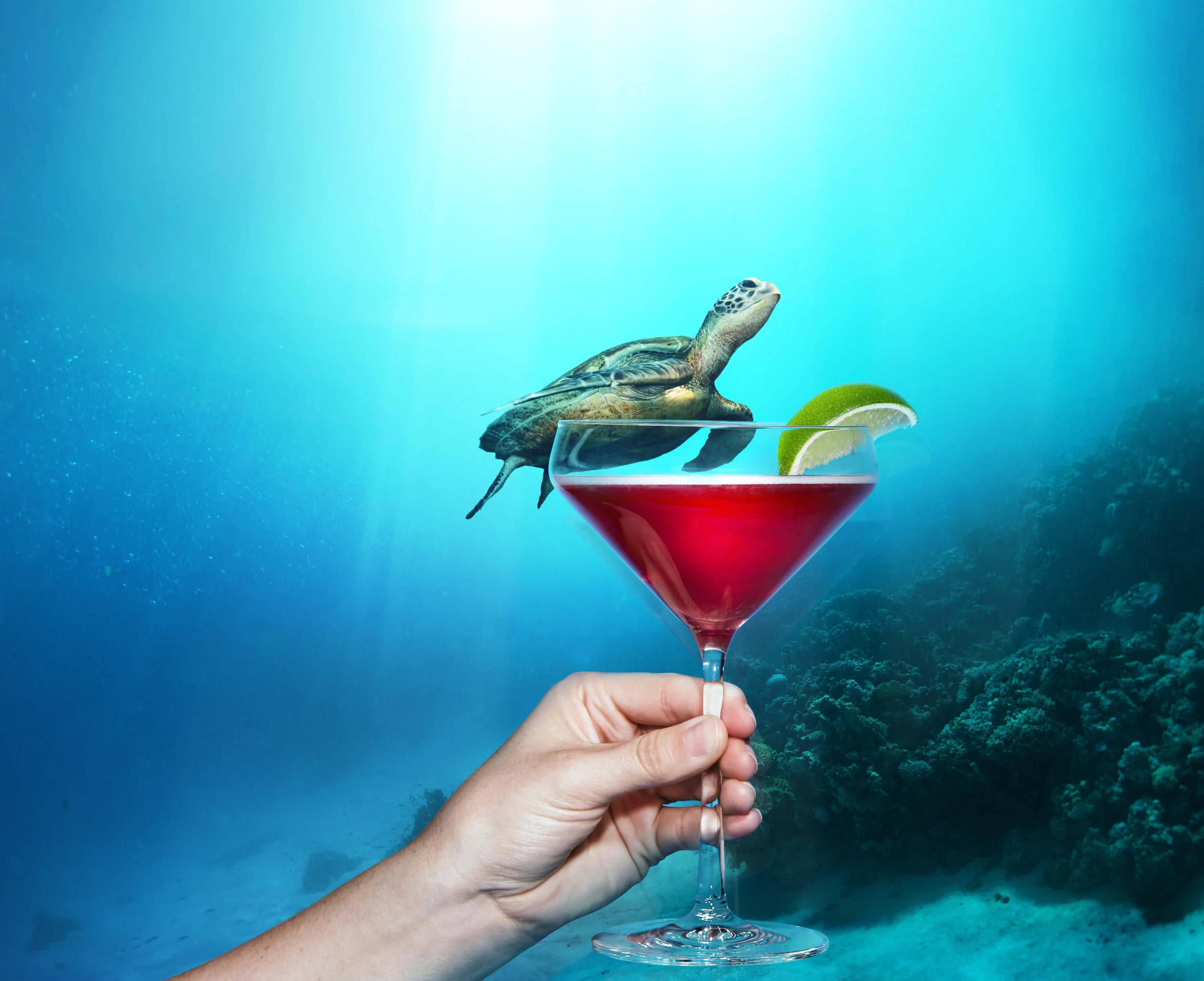 sips_under_turtle@465.jpg
