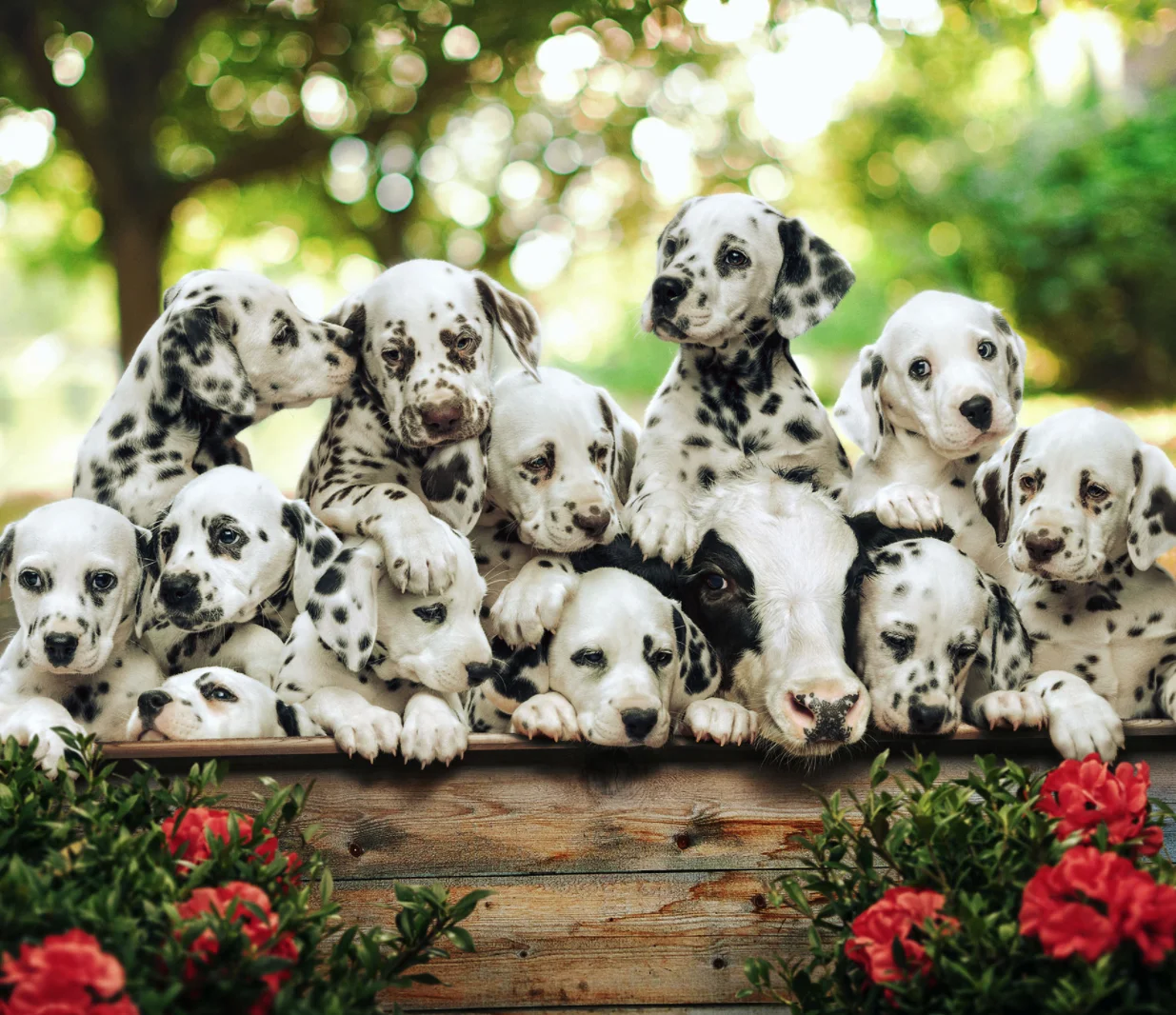 chick-fil-a_puppies.jpg
