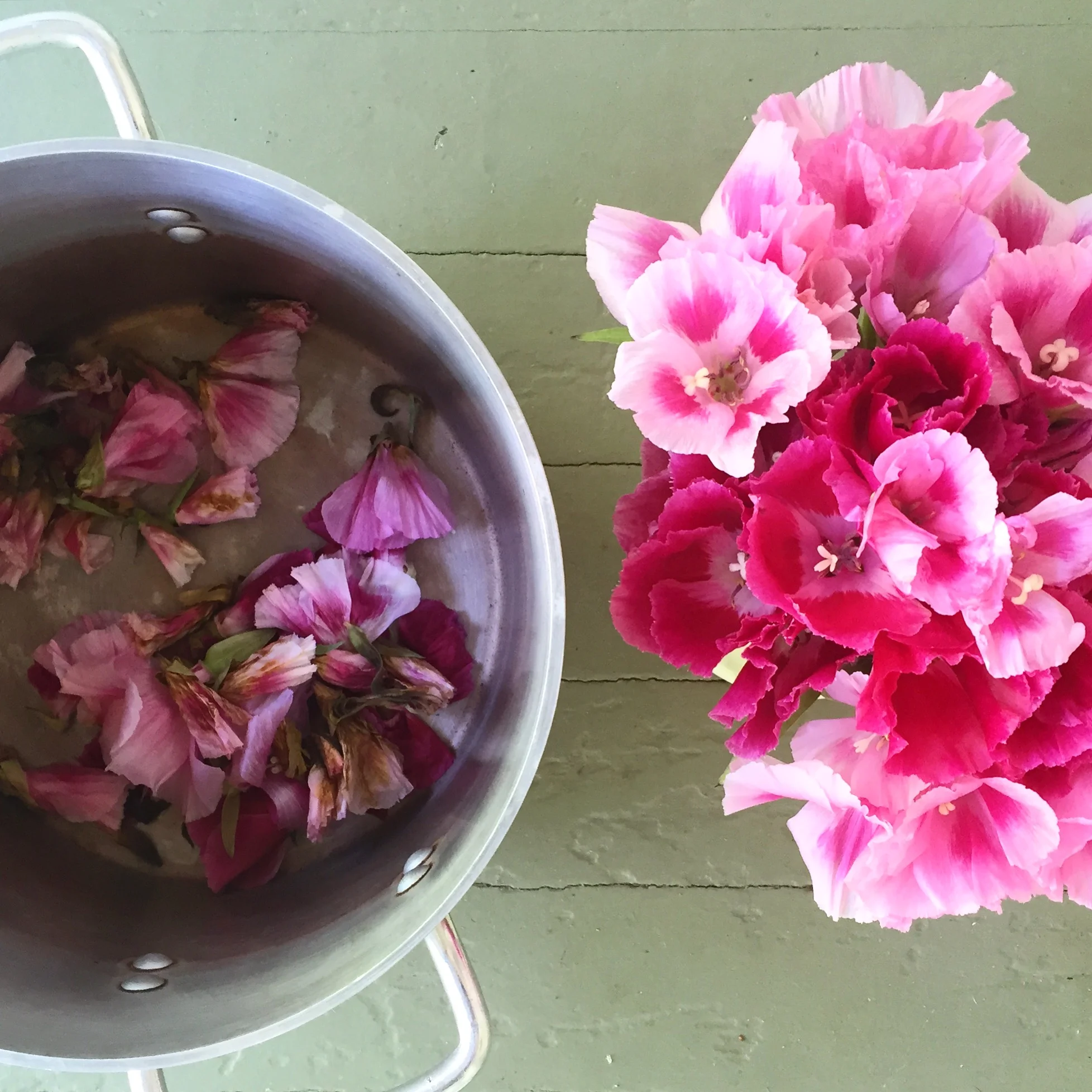 Dyeing & eco printing with Godetia flowers.