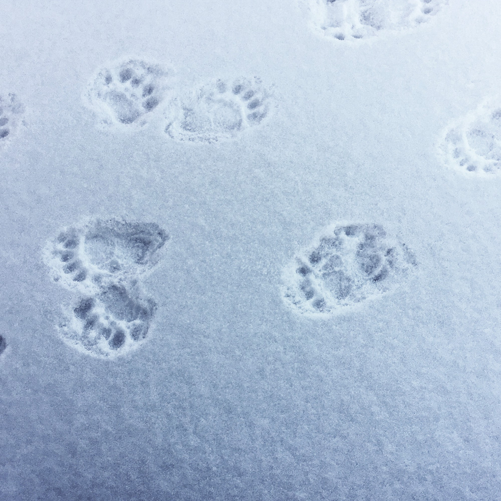 black bear tracks | photo by Phoebe Stout
