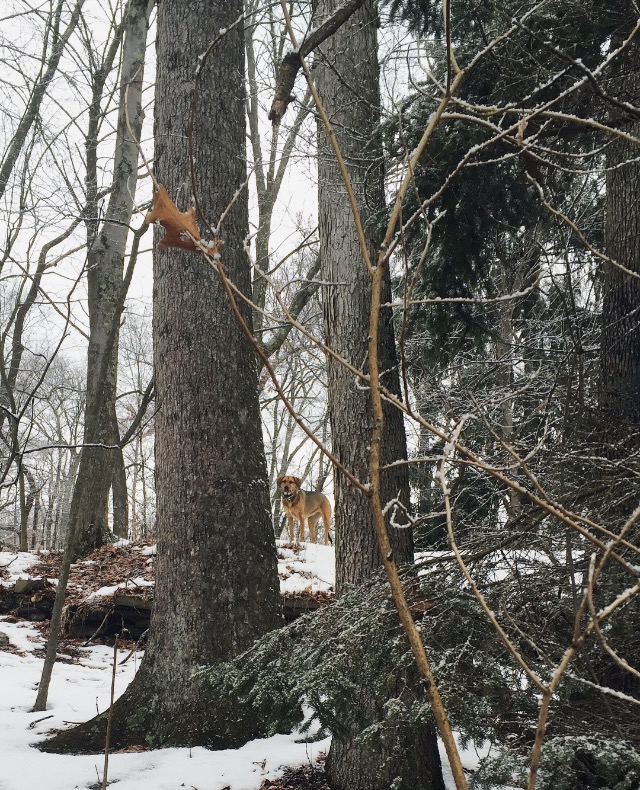 Alice in the trees | photo by Phoebe Stout