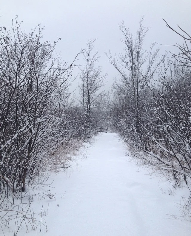 boardwalk in winter | photo by Phoebe Stout