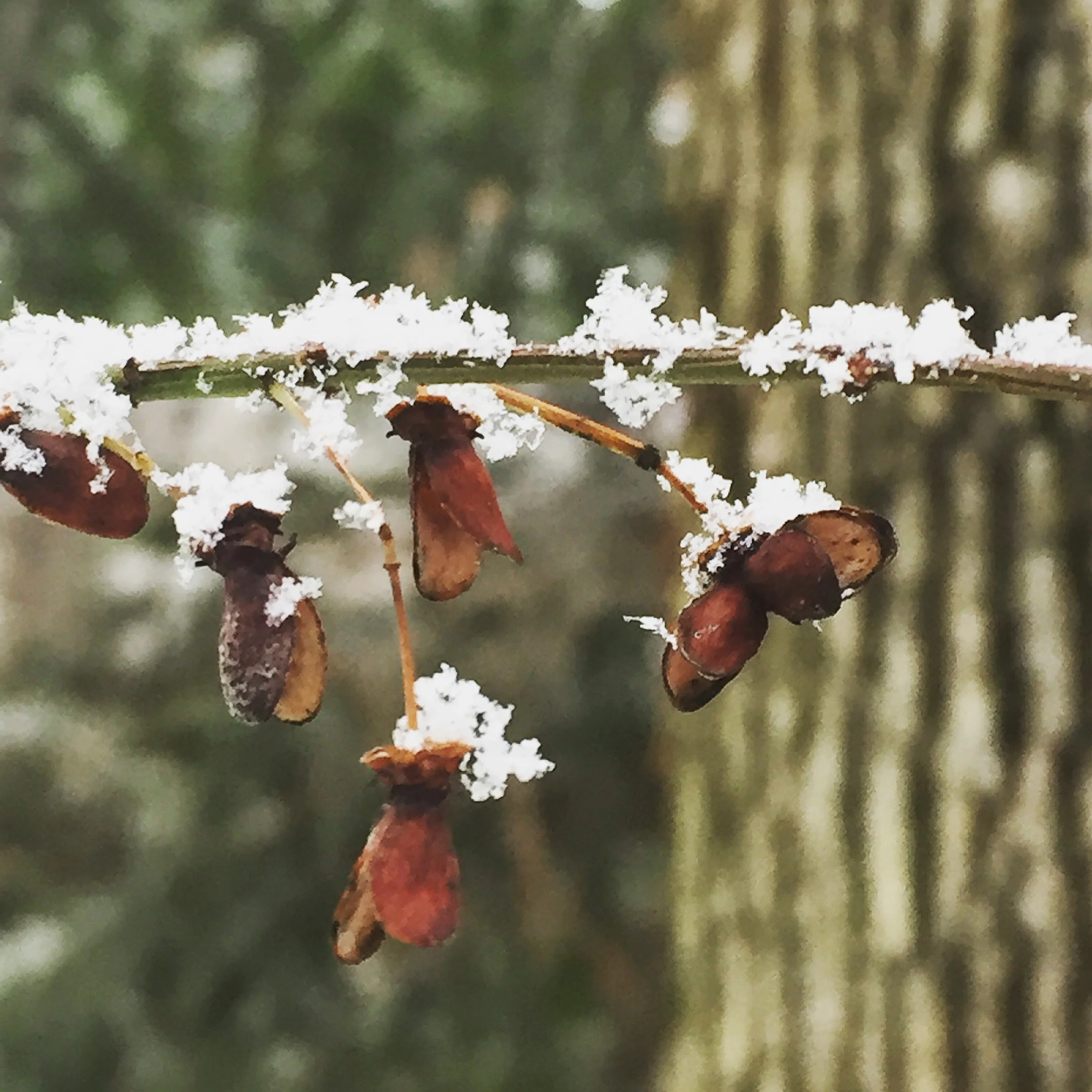 tiny details | photo by Phoebe Stout