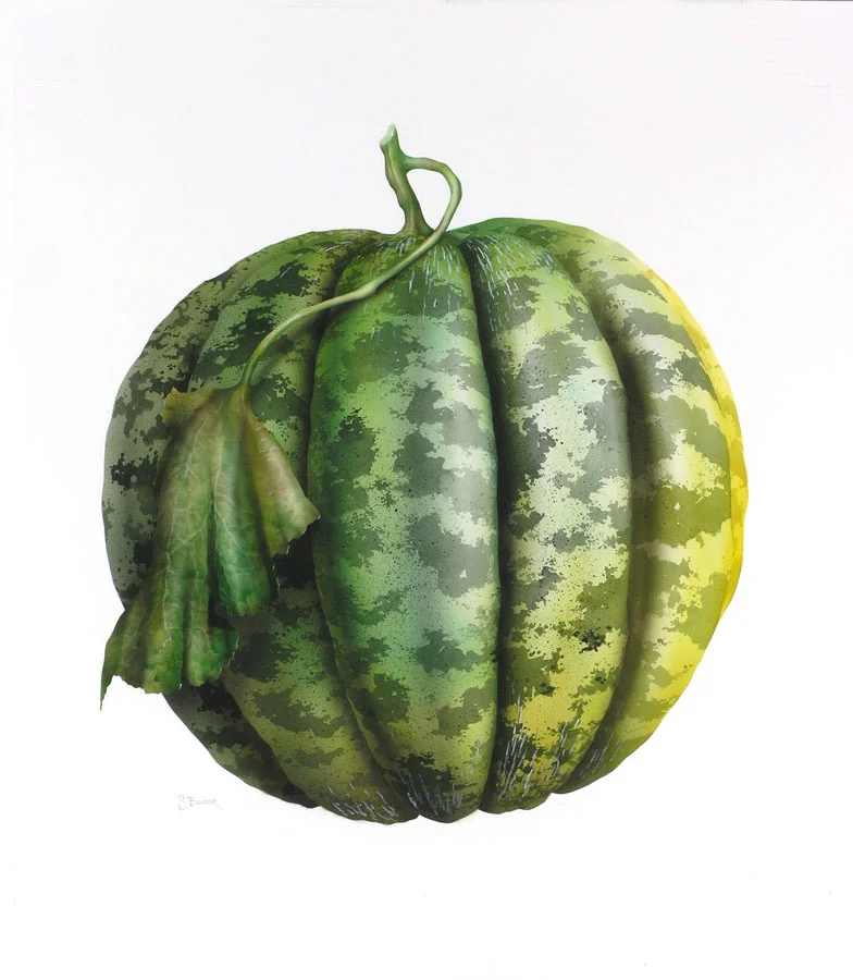 Melon, watercolour, Dimensions: 100cm x 100cm, signed by artist
