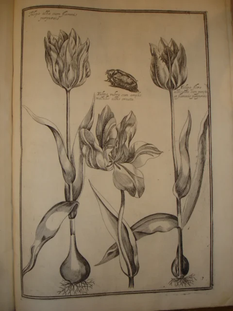 flower sketch 2.jpg