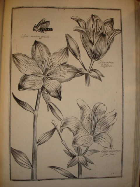 flower sketch 5.jpg