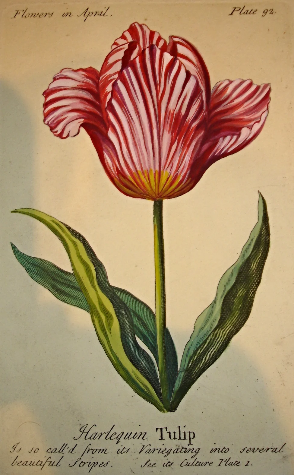 1*. 18th Century Engravings of flowers relating to months of the year