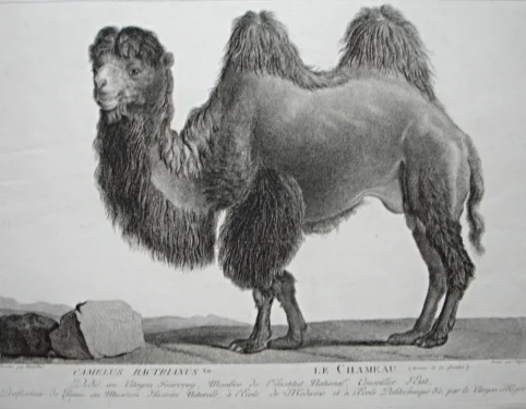 Camel