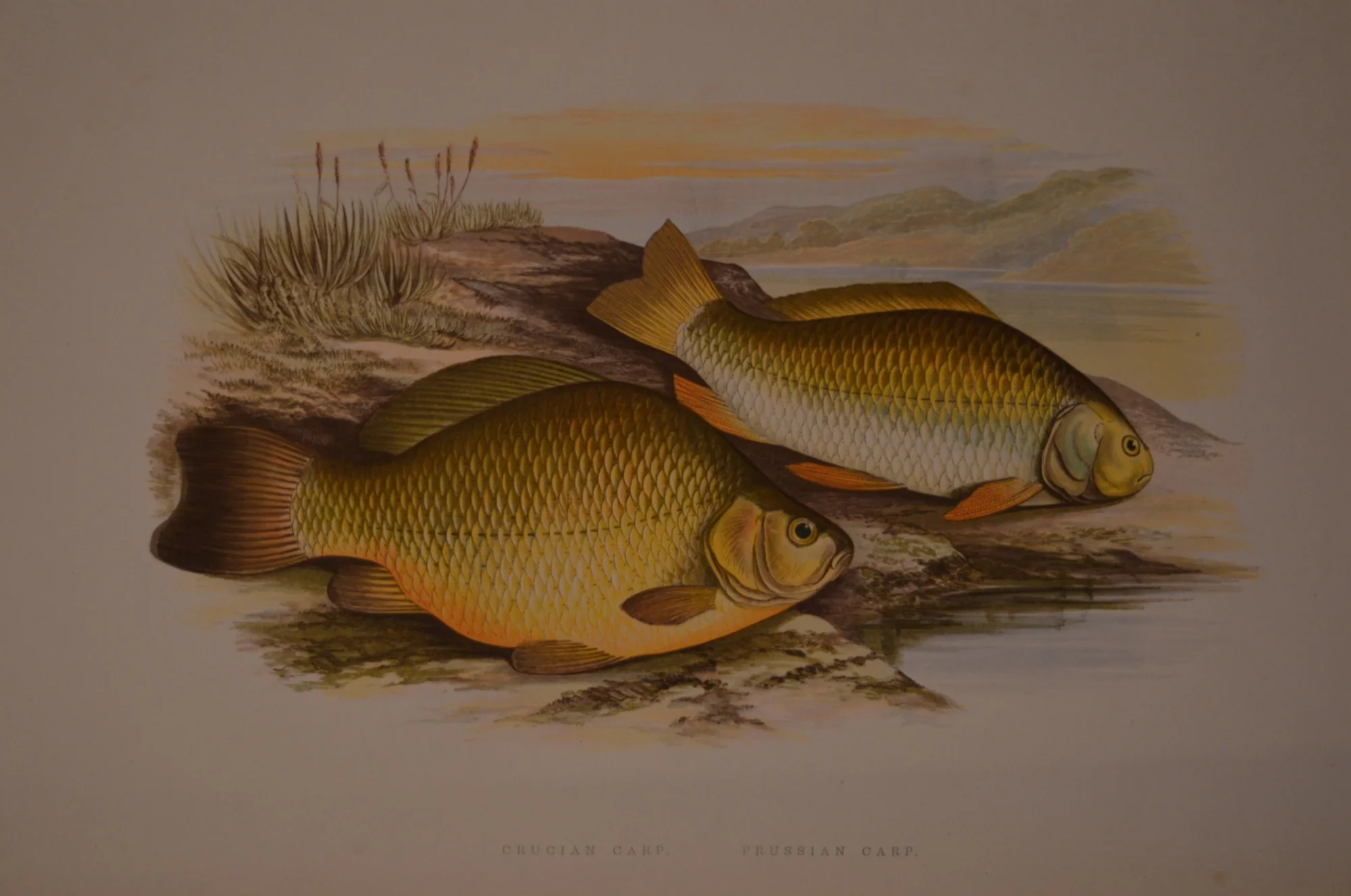 British Fresh Water Fish, Dimensions: 35.5cm x 29cm