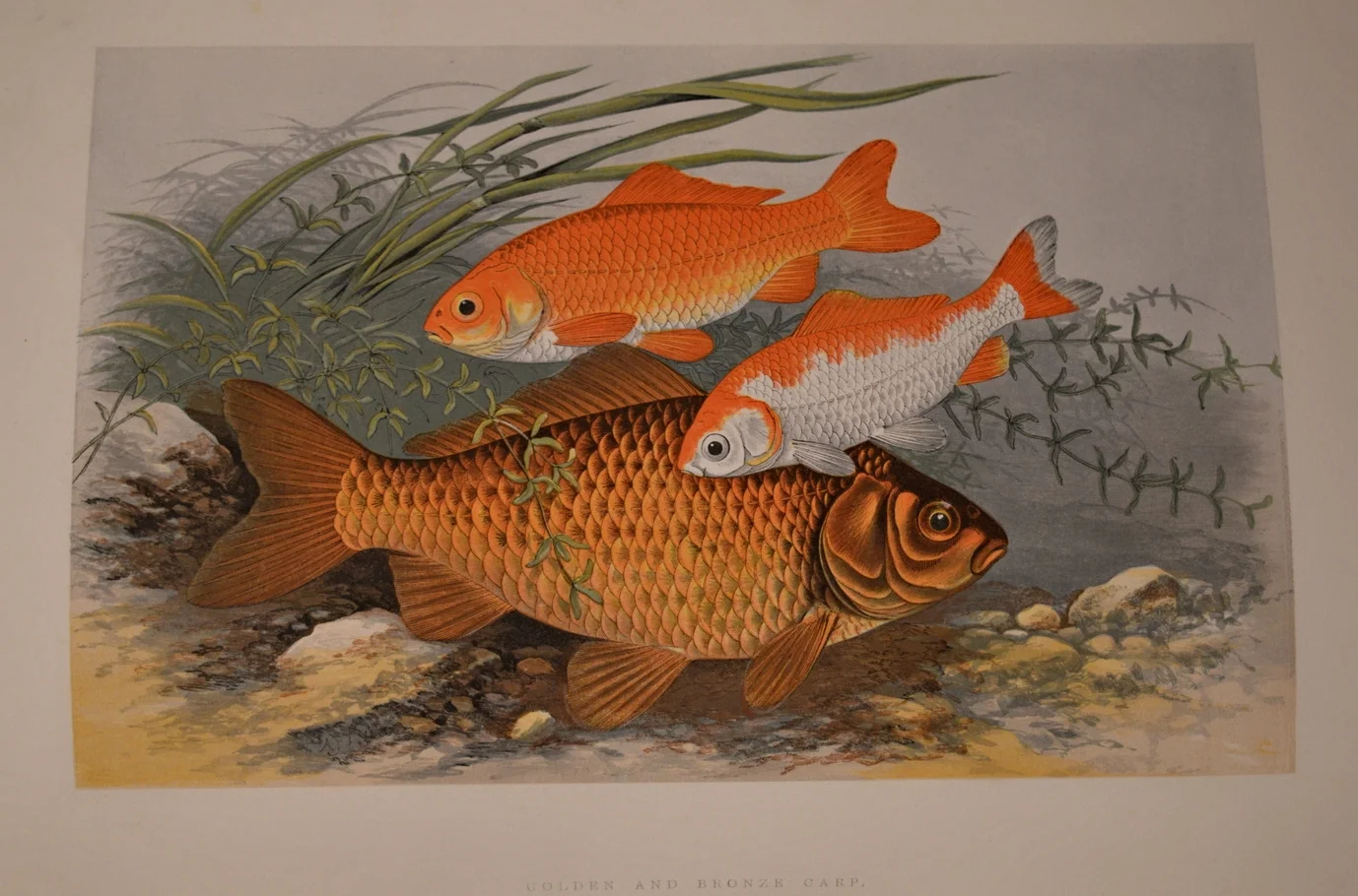 British Fresh Water Fish, Dimensions: 35.5cm x 29cm