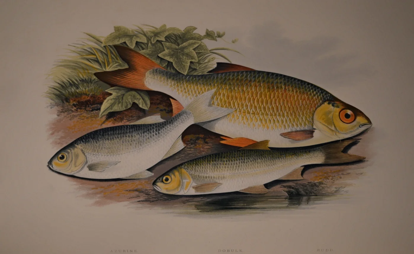 British Fresh Water Fish, Dimensions: 35.5cm x 29cm
