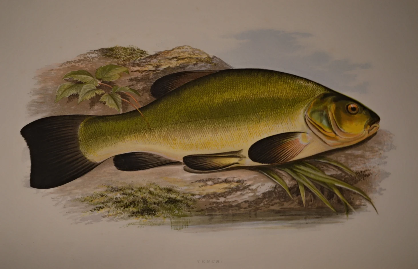 British Fresh Water Fish, Dimensions: 35.5cm x 29cm