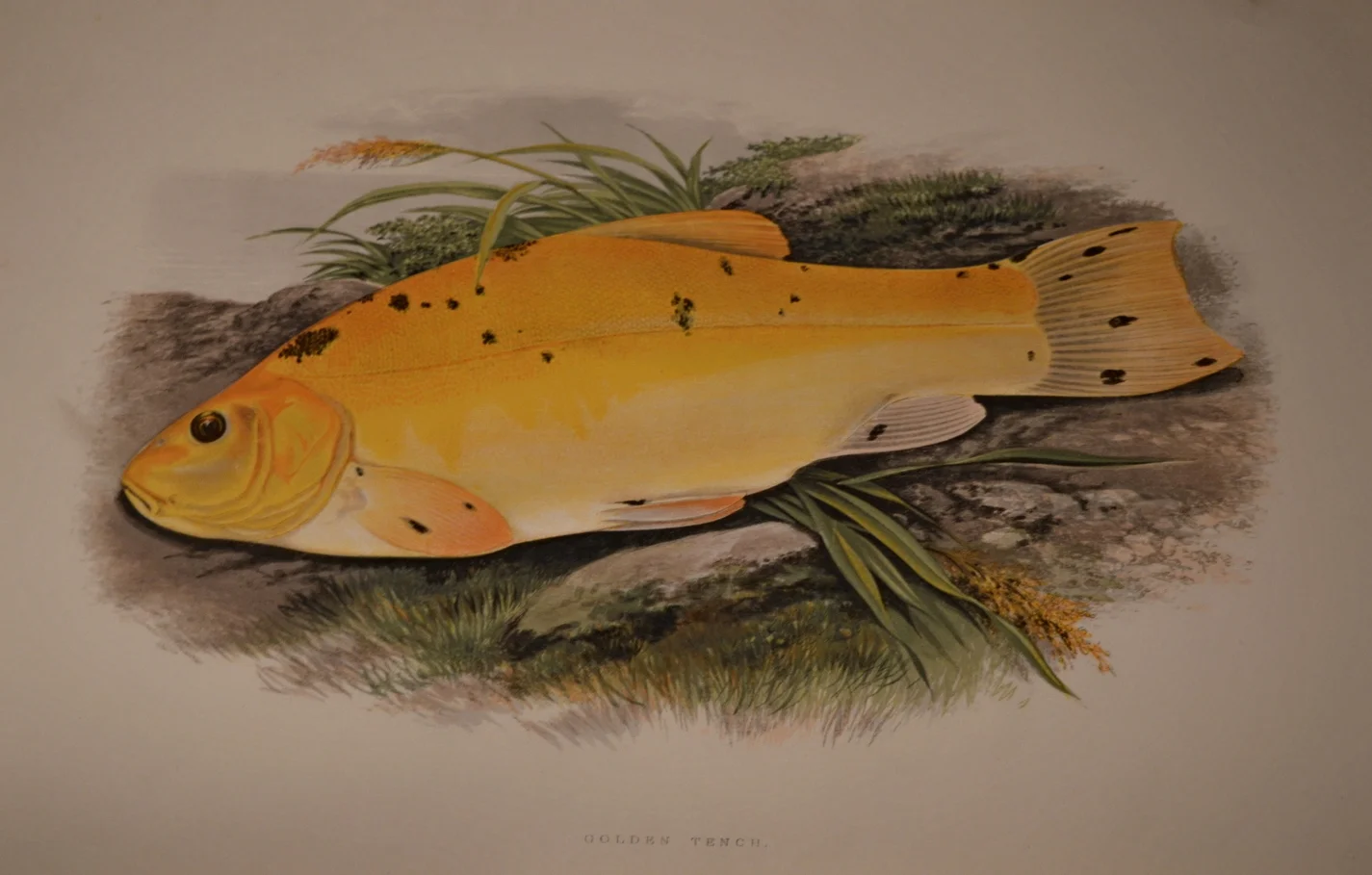 British Fresh Water Fish, Dimensions: 35.5cm x 29cm