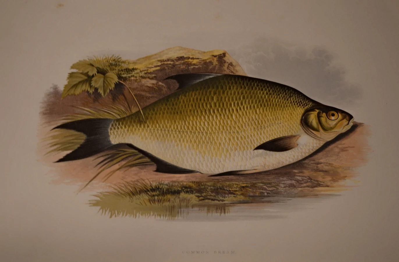 Fresh Water Fish, Dimensions: 35.5cm x 29cm