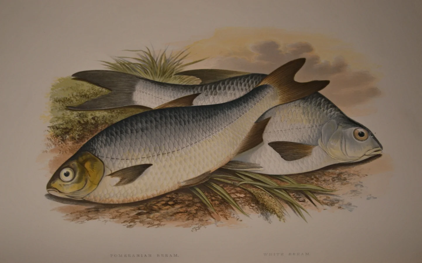 British Fresh Water Fish, Dimensions: 35.5cm x 29cm