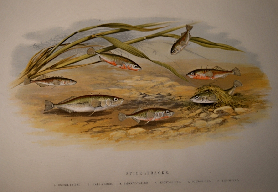 British Fresh Water Fish, Dimensions: 35.5cm x 29cm