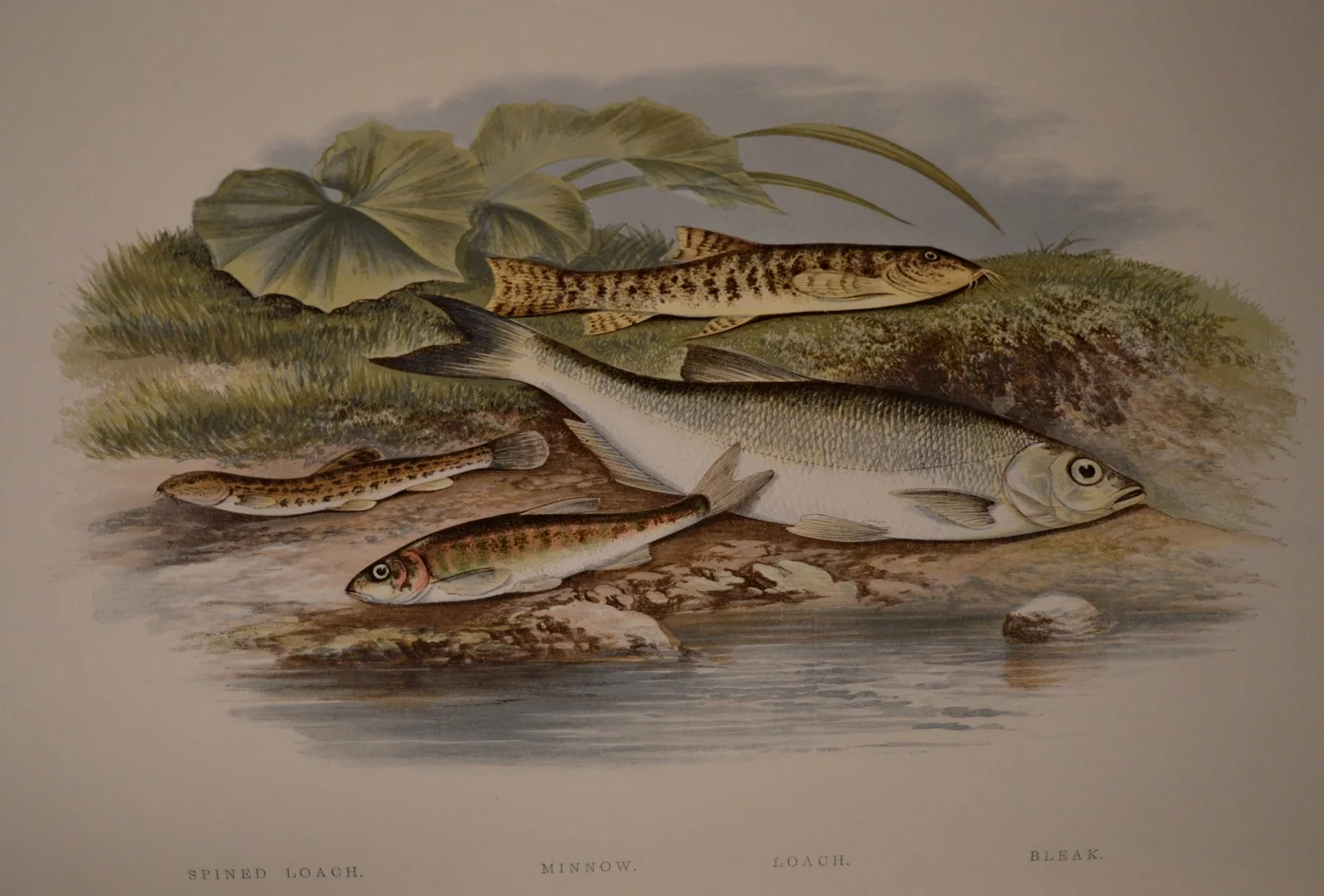 British Fresh Water Fish, Dimensions: 35.5cm x 29cm