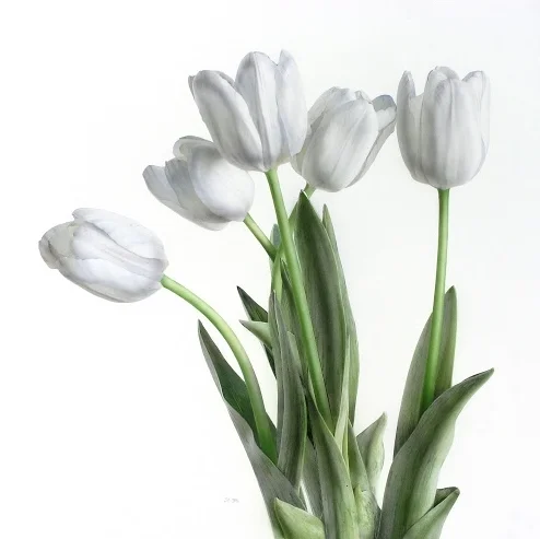 Tulips, Watercolour, Dimensions: 100cm x 100cm, signed by artist