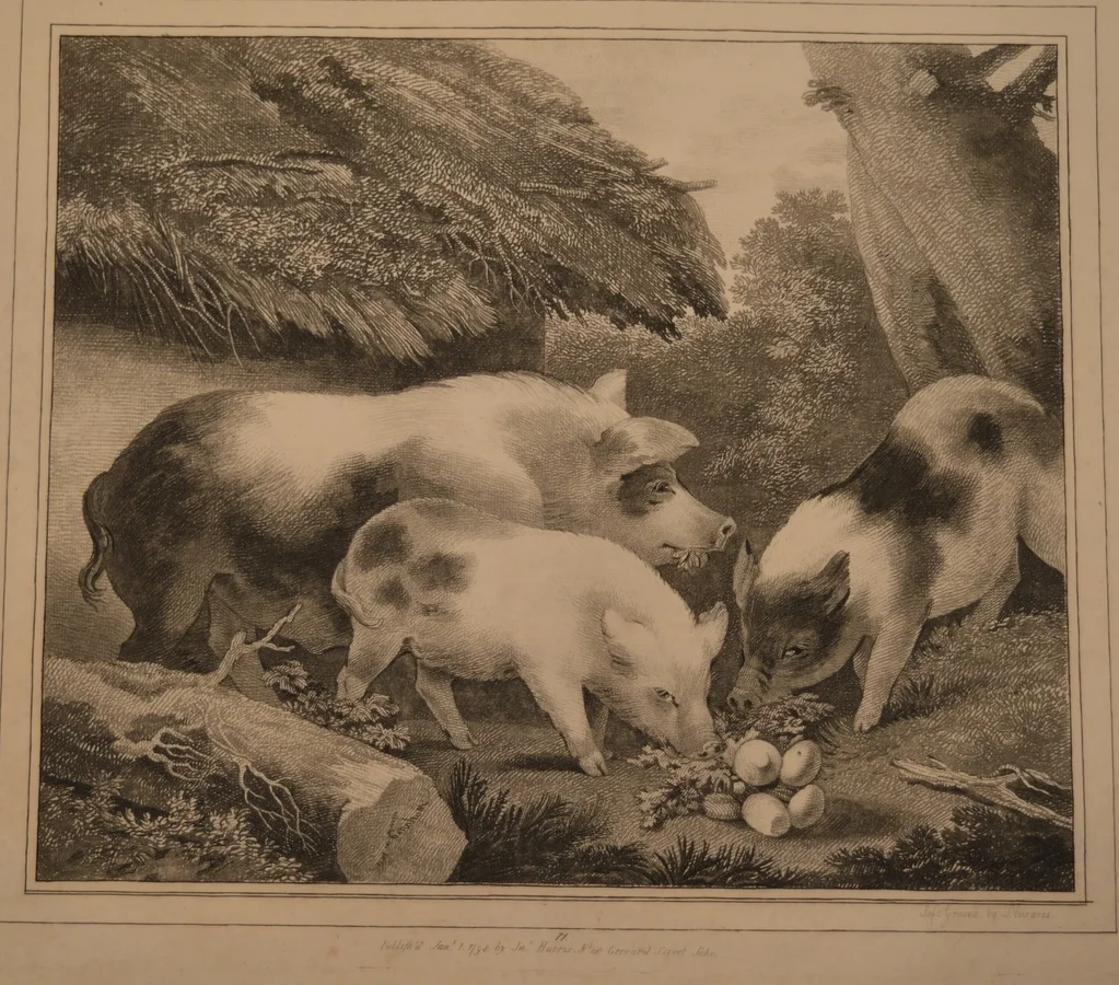 Pigs, Dimensions: 43cm x 56cm, unframed