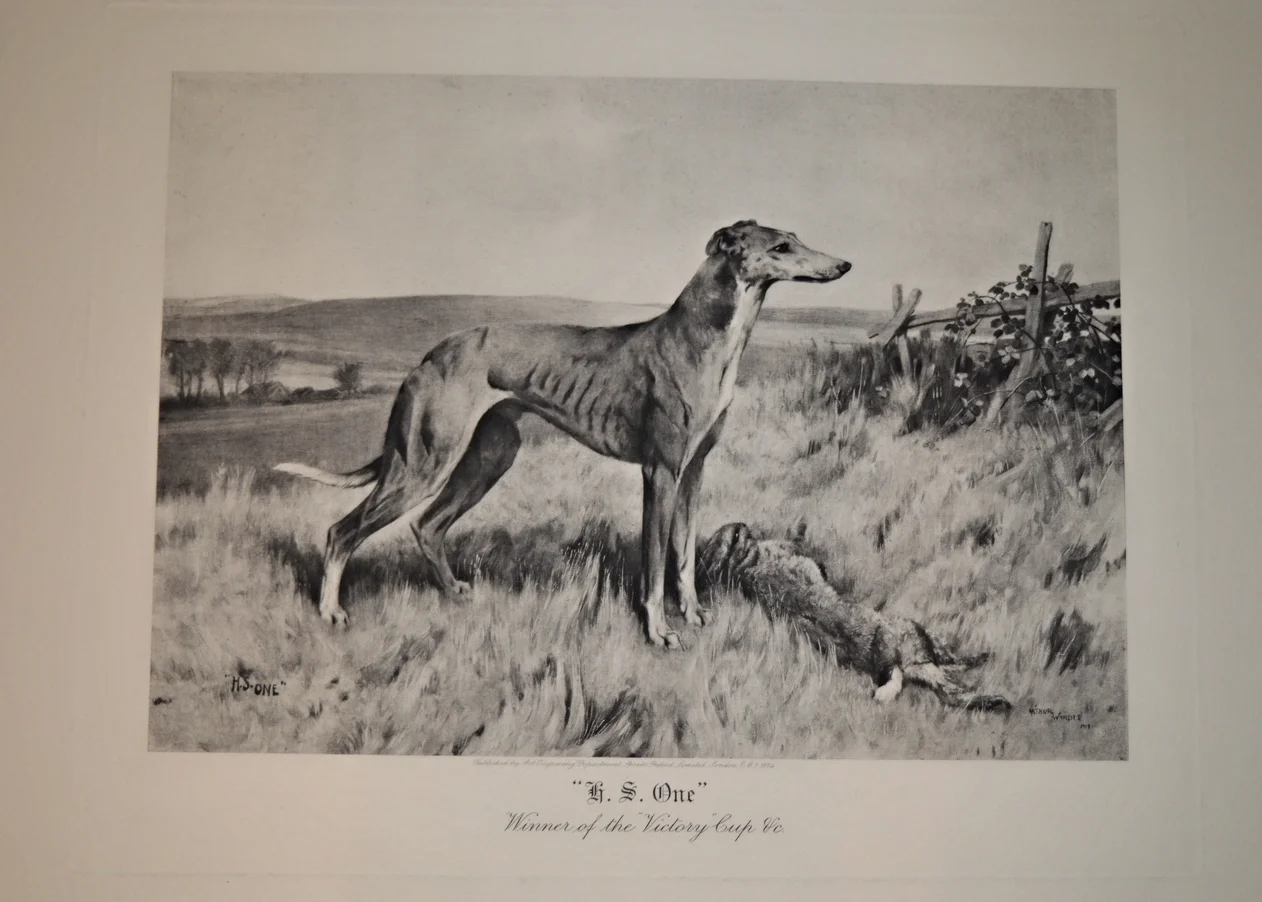 Greyhound Print