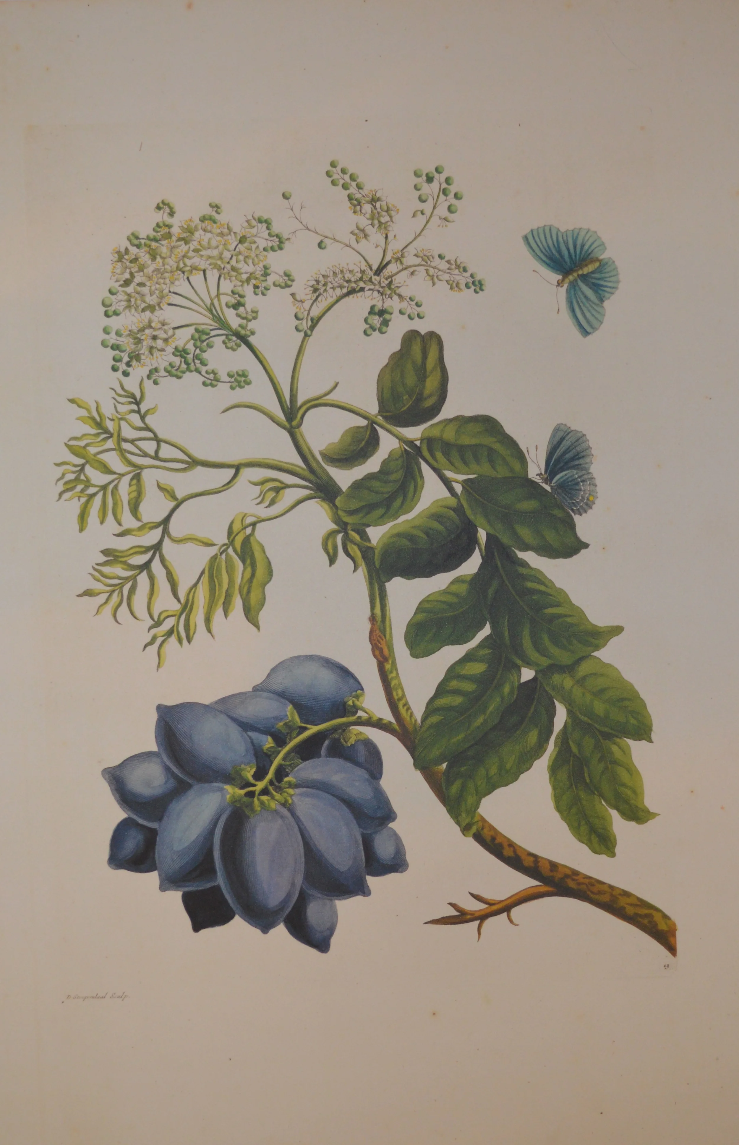 Merian Reproduction, From a complete set of 72, Dimensions: 60cm x 40cm unframed