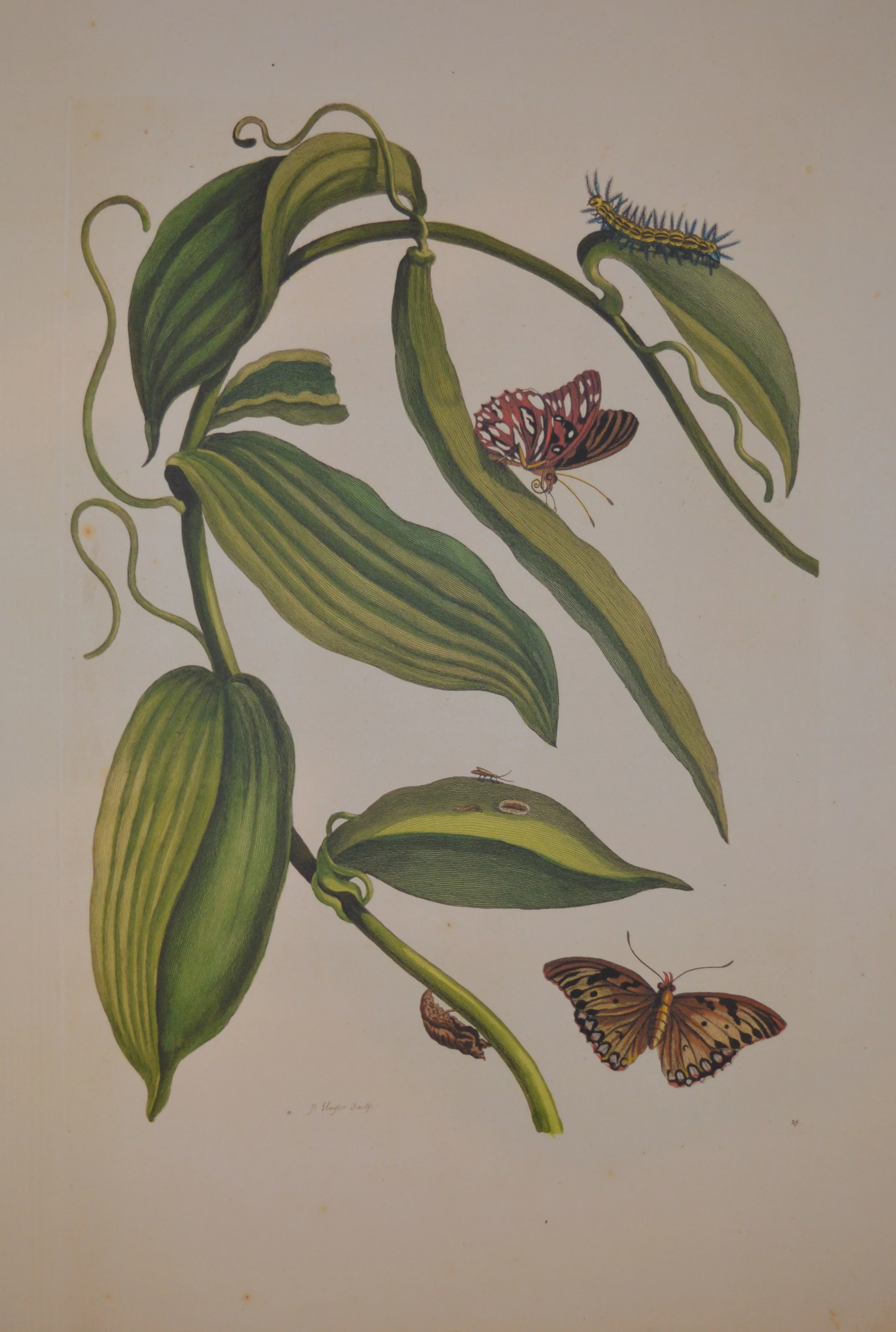 Merian Reproduction, From a complete set of 72, Dimensions: 60cm x 40cm unframed