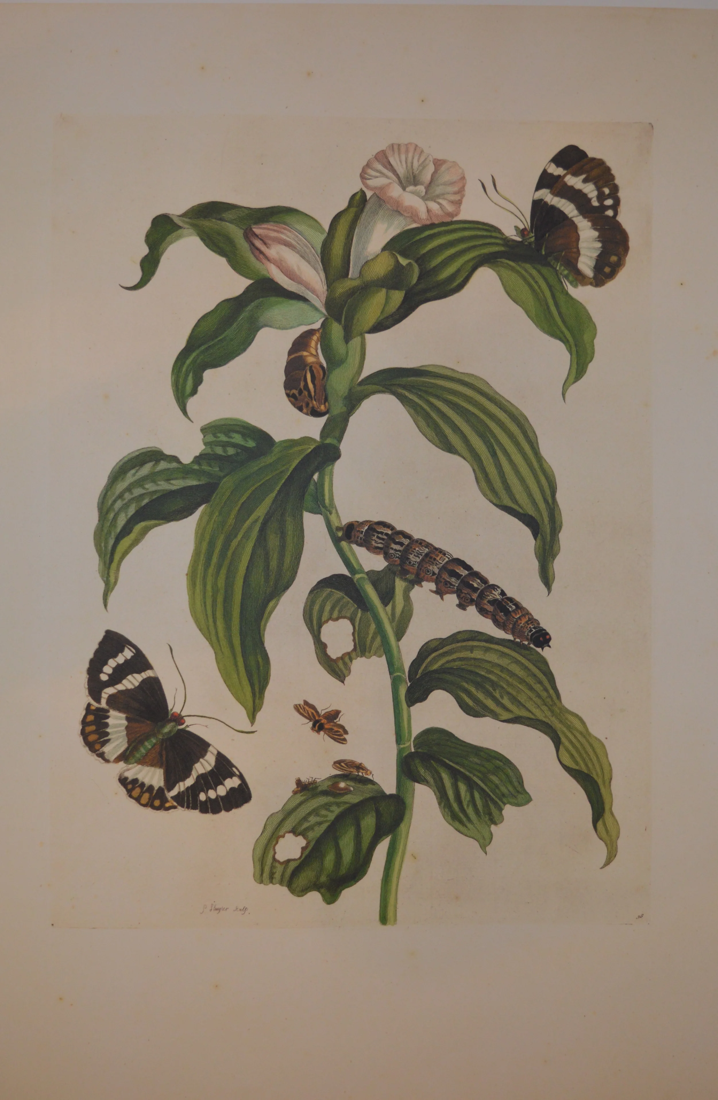 Merian Reproduction, From a complete set of 72, Dimensions: 60cm x 40cm unframed