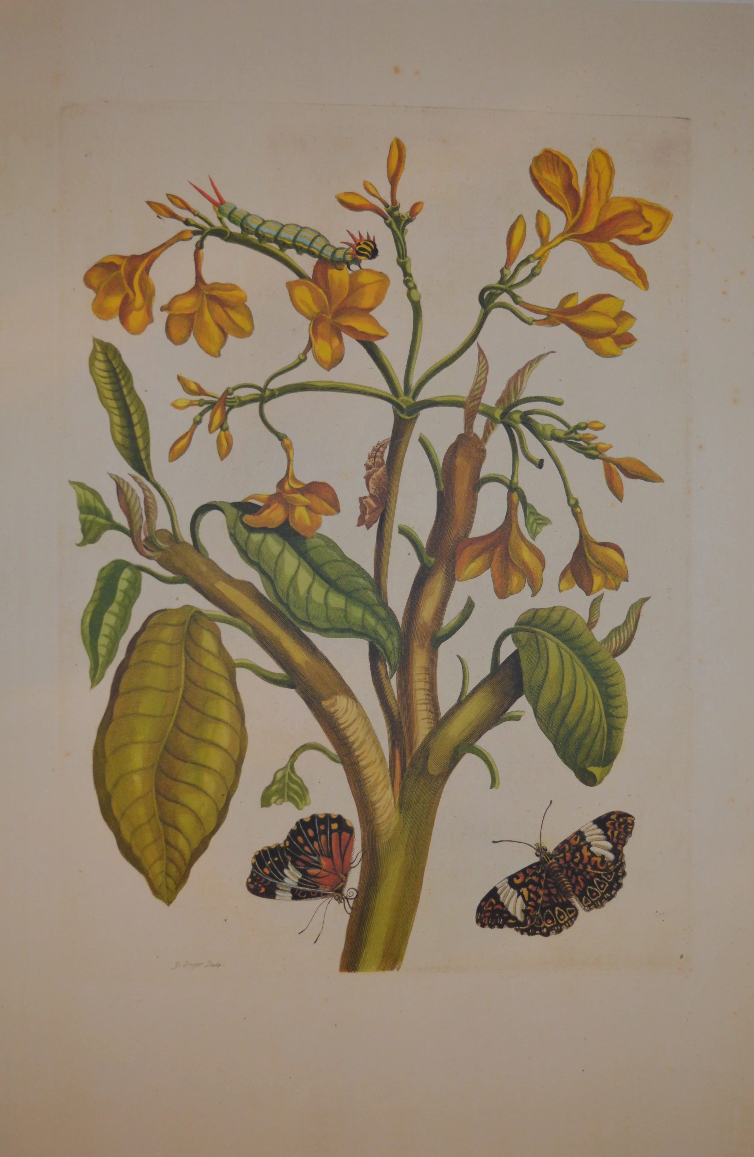 Merian Reproduction, From a complete set of 72, Dimensions: 60cm x 40cm unframed