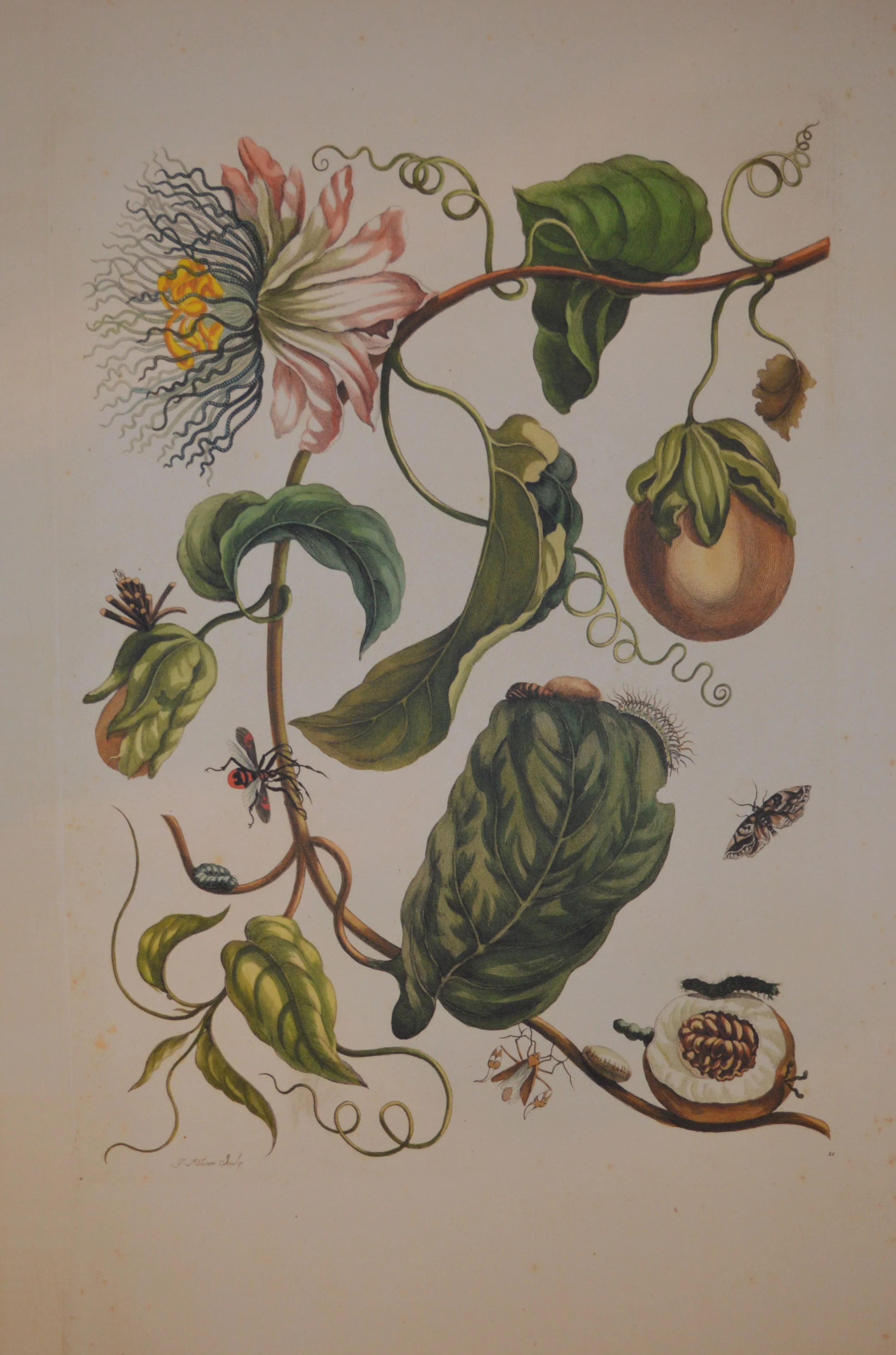 Merian Reproduction, From a complete set of 72, Dimensions: 60cm x 40cm unframed
