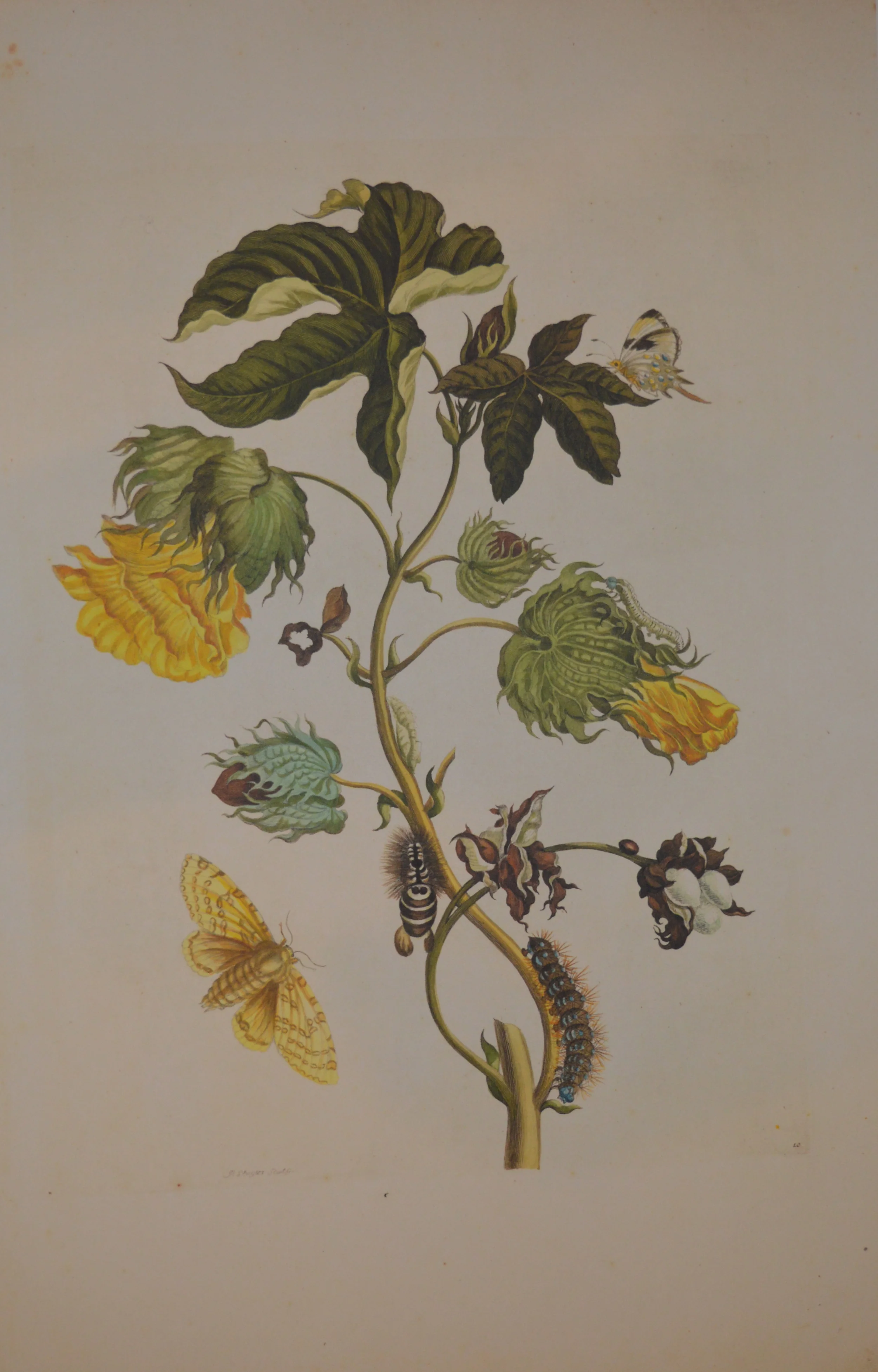 Merian Reproduction, From a complete set of 72, Dimensions: 60cm x 40cm unframed