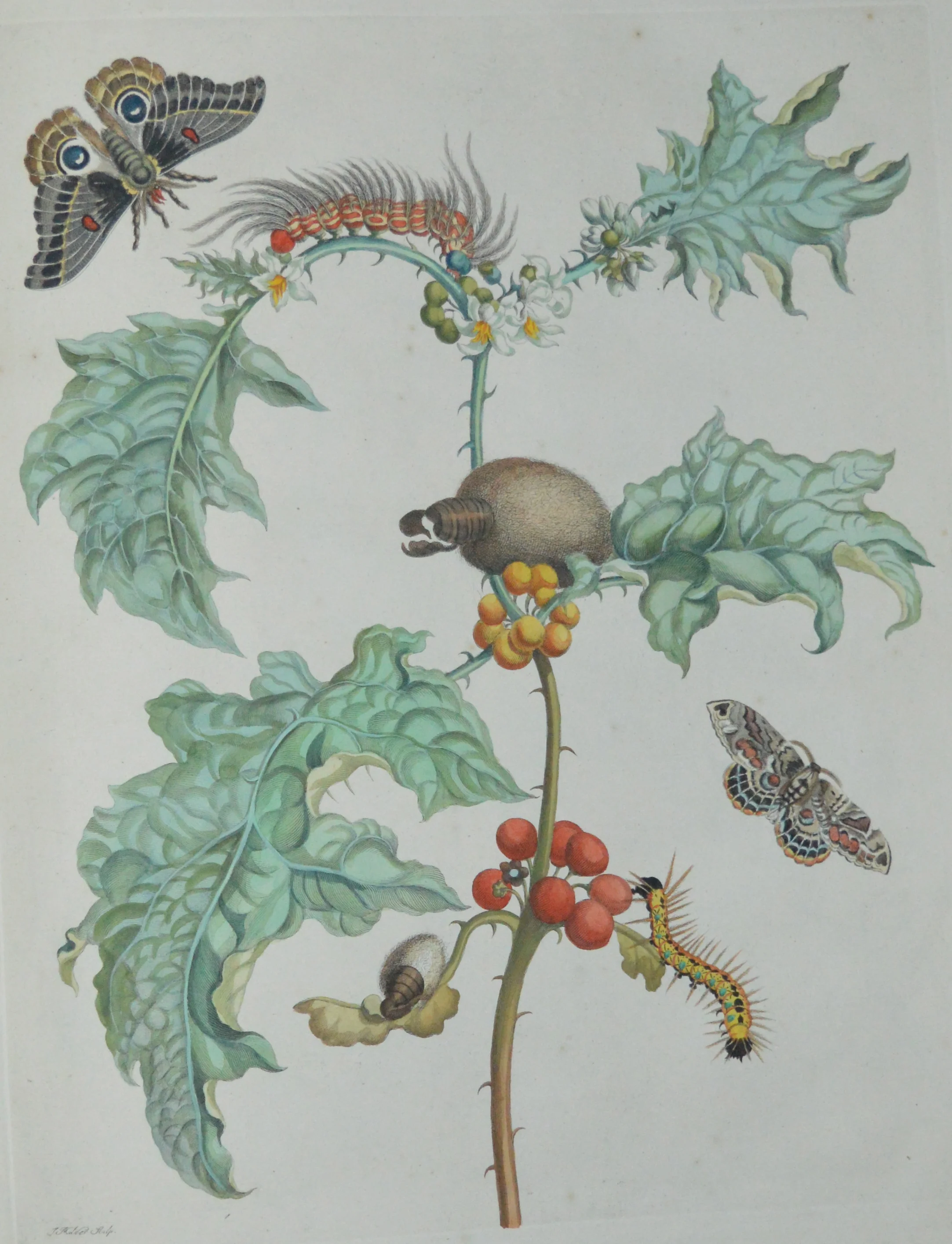 Maria Sibylla Merian, Dimensions: 60cm x 40cm, unframed, **Can be reproduced in a different size**