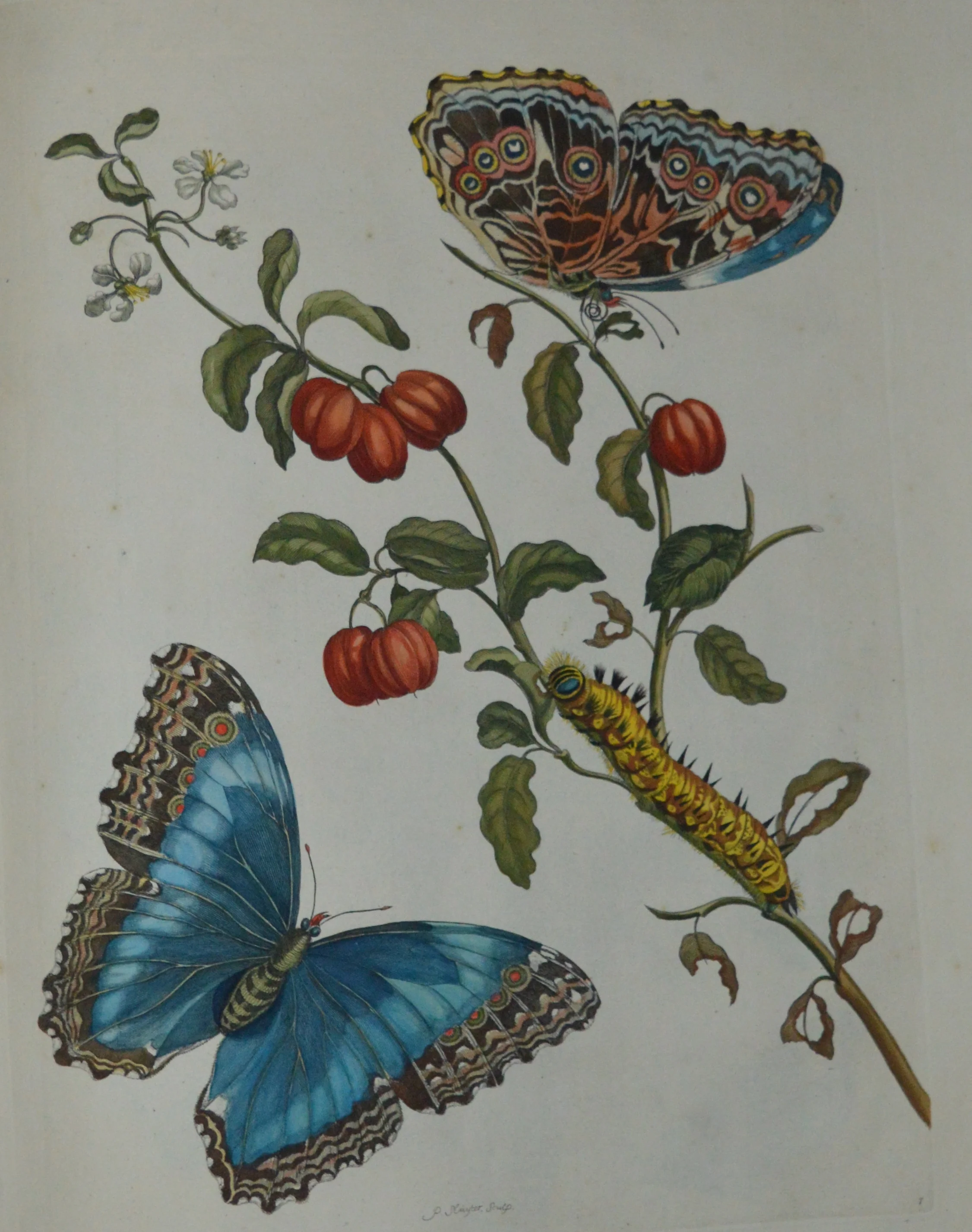Maria Sibylla Merian, Dimensions: 60cm x 40cm, unframed, **Can be reproduced in a different size**